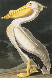 Pelícano blanco americano, Pelecanus Erythrorhynchos, de "Las aves de América" por John J. Audubon, pub. 1827-38 de John James Audubon