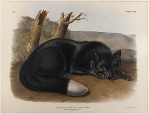 Zorro negro o plateado americano de John James Audubon
