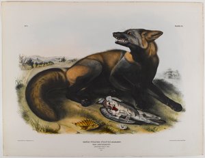 Zorro cruzado americano de John James Audubon
