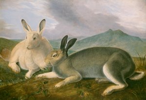 Liebre Ártica, c.1841 de John James Audubon