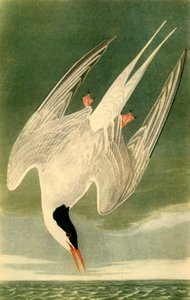 Charrán Ártico, 1835, 1942 de John James Audubon