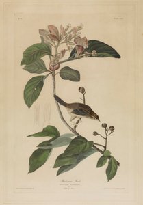  de John James Audubon