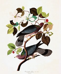 Paloma de cola banda, Columba Fasciata, de "Las aves de América" por John J. Audubon, pub. 1827-38 de John James Audubon
