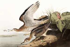 Playero de Bartram, Bartramia Longicauda, de "Las aves de América" por John J. Audubon, pub. 1827-38 de John James Audubon