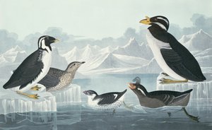 Guillemot de garganta negra, Alca de pico noblado, Alca de cresta rizada, Guillemot de pico cornudo, dibujado de la naturaleza de John James Audubon