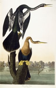Anhinga de vientre negro, 1836