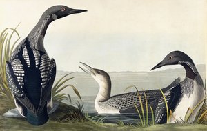 Colimbo Ártico de John James Audubon