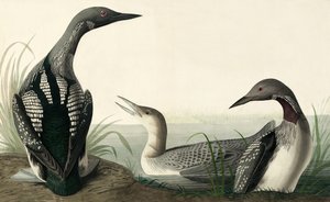 Colimbo ártico, Colymbus Arcticus, de "The Birds of America" por John J. Audubon, pub. 1827-38 de John James Audubon