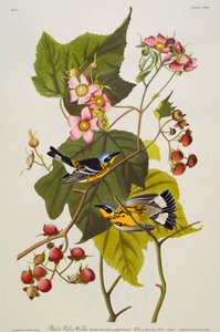 Reinita negra y amarilla. Reinita de magnolia de John James Audubon