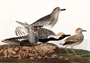 Chorlito gris, Charadrius Helveticus, de "Las aves de América" por John J. Audubon, pub. 1827-38 de John James Audubon