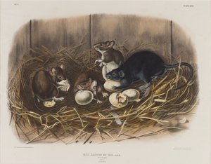 Rata negra, c.1845 de John James Audubon