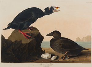 Pato negro o de surf de John James Audubon