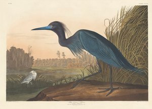 Grulla azul o garza, 1836 de John James Audubon