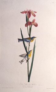 Reinita azul y amarilla. De Las aves de América, 1827-1838 de John James Audubon
