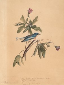 Reinita azul y amarilla