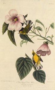 Reinita amarilla de alas azules. De Las Aves de América, 1827-1838 de John James Audubon