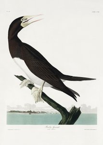  de John James Audubon