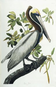 Pelícano pardo, 1835