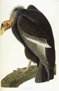 Buitre californiano, macho viejo, 1838