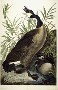 Ganso canadiense, c.1827-1838 de John James Audubon