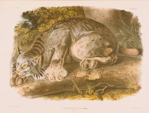 Lince canadiense de John James Audubon