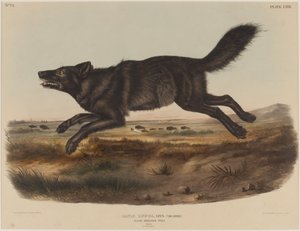 Canis Lupus (Lobo Americano Negro) de John James Audubon