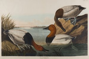 Pato de espalda de lona