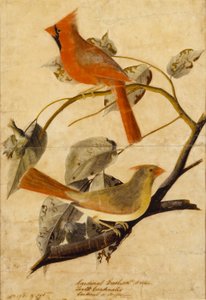 Pico picapinos de John James Audubon