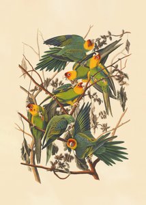  de John James Audubon