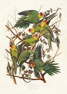  de John James Audubon