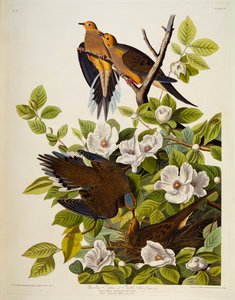 Tórtola de Carolina. Paloma de luto de John James Audubon