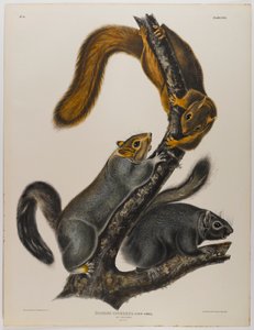Ardilla gato de John James Audubon