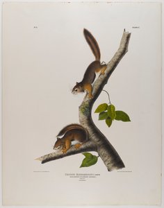 Ardilla colombiana de John James Audubon