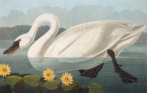 Cisne americano común, Cygnus Americanus, de "The Birds of America" por John J. Audubon, pub. 1827-38 de John James Audubon
