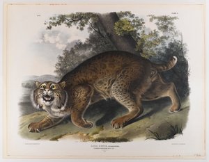 Gato montés americano común de John James Audubon