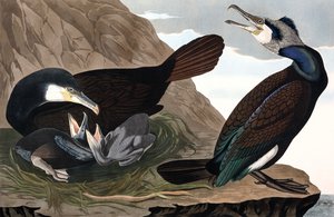 Cormorán común, Phalacrocorax Carbo, de Las Aves de América por John J. Audubon, pub. 1827-38 de John James Audubon