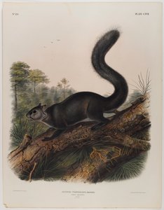 Ardilla oscura de John James Audubon
