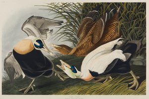 Pato eider de John James Audubon