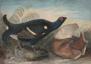 Gallos negros ingleses, 1828 de John James Audubon