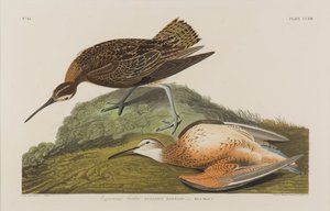 Zarapito esquimal de John James Audubon