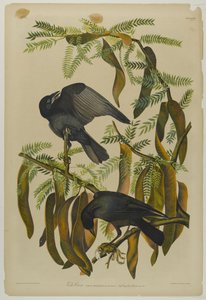 Cuervo pescador, impreso por Julien Bien y publicado por Roe Lockwood & Son, 1861