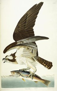 Águila pescadora, 1830