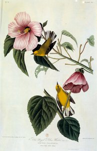 Flores y pájaros Pintura en seda de John James Audubon