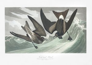  de John James Audubon