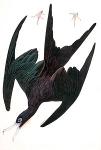 Fragata Pelican, Tachypetes Aquilis, de "Las aves de América" por John J. Audubon, pub. 1827-38 (grabado coloreado a mano) de John James Audubon