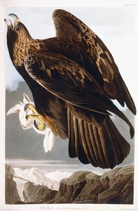 Águila Real, 1833 de John James Audubon