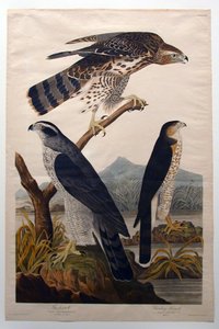  de John James Audubon