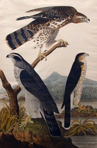 Azor, Stanley Hawk No. 29, 1830 de John James Audubon