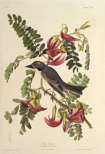 Tirano gris. De Las Aves de América, 1827-1838 de John James Audubon