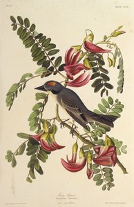Tirano gris. De Los pájaros de América de John James Audubon